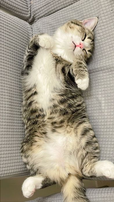 Отдам в добрые руки котенка