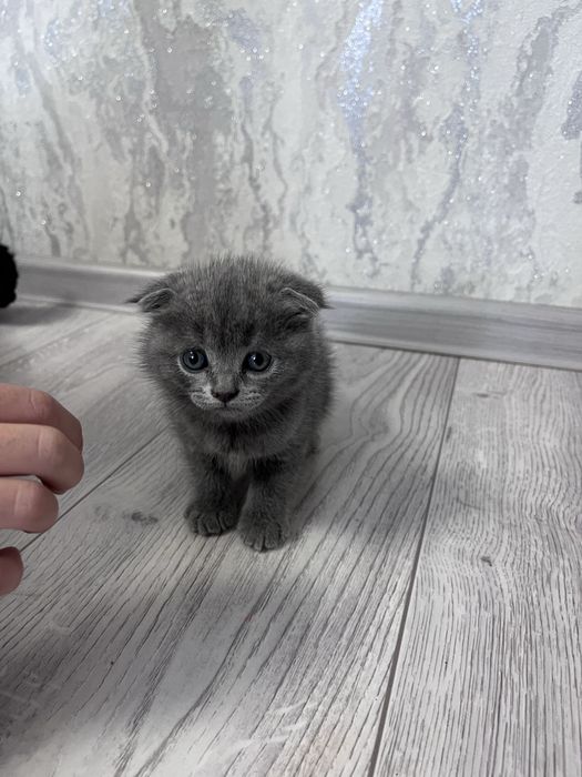 Котята шотландские