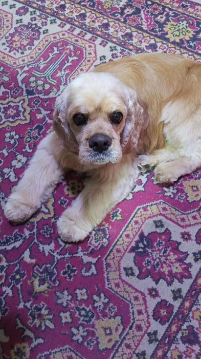 Собака  американский кокер спаниель 5 лет мальчик