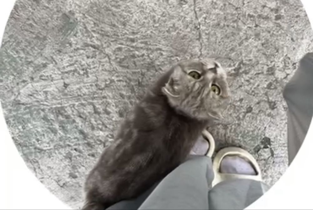 кошечка , вислоухая шатландка