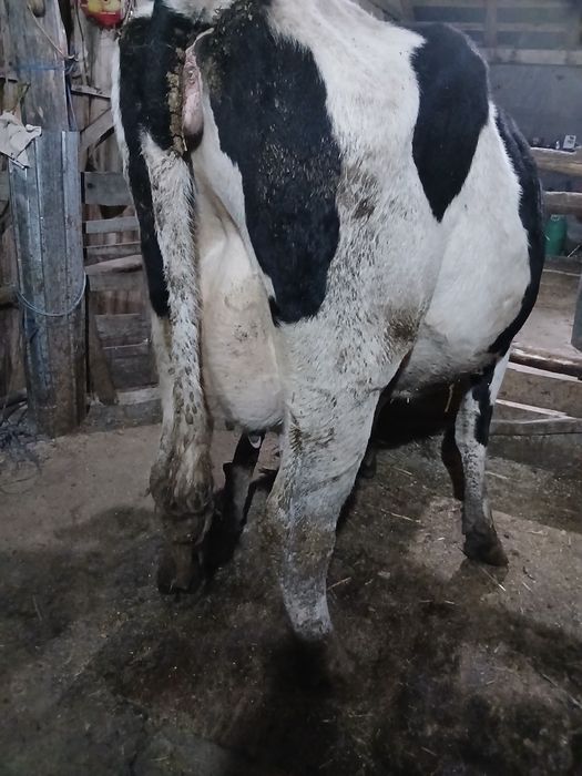 Vaci de lapte la prima fătare