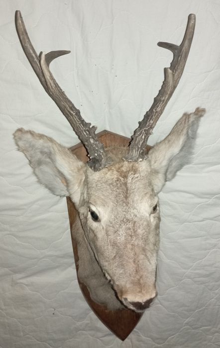 Трофей головы косули