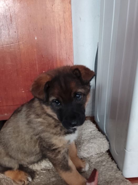 Щенки два месяца помесь хаски с лабрадором срочно