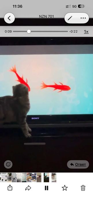 Отдам в хорошие руки двух кошечек