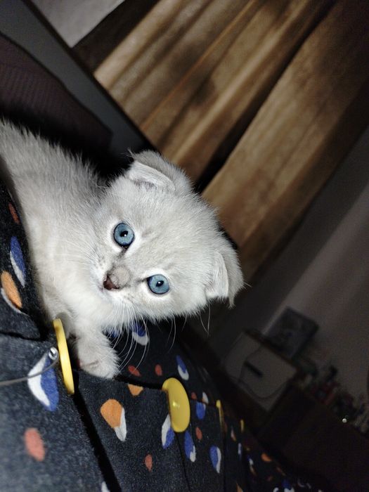Шотландская Скоттиш фолд вислоухый