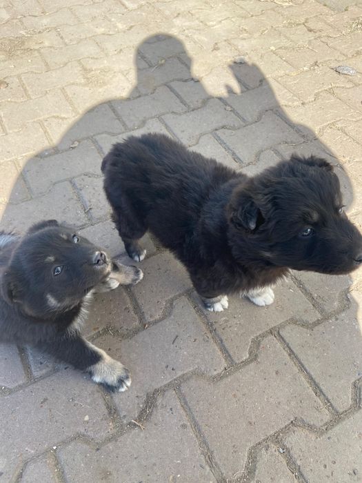 Отдадим щенят бесплатно