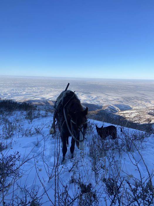 Англо араб айғыр сатылады!