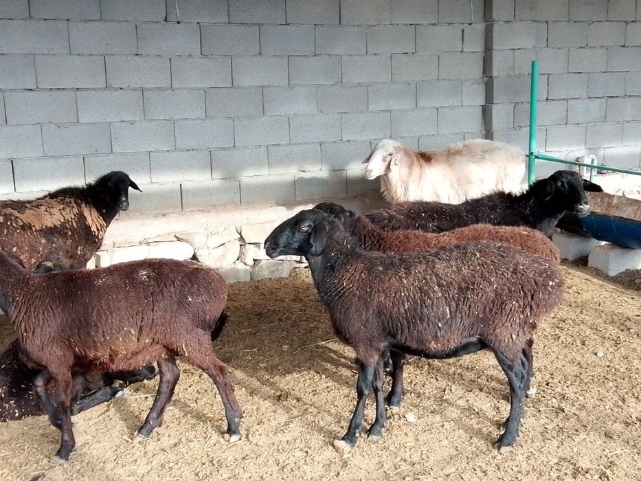 Саулық қойлар сатылады