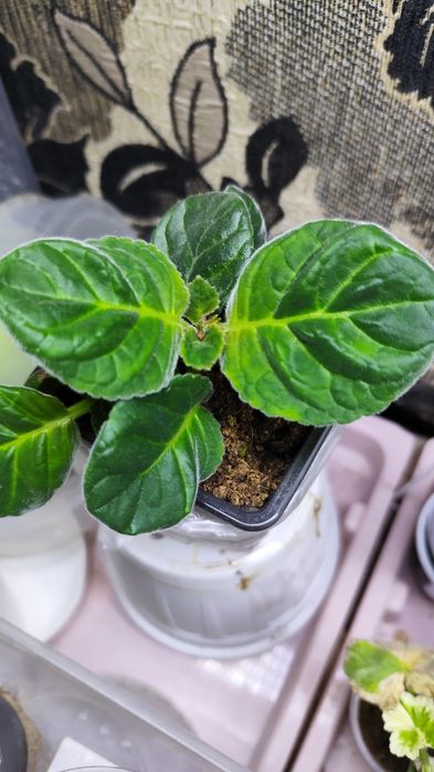 Глоксинии Мурена