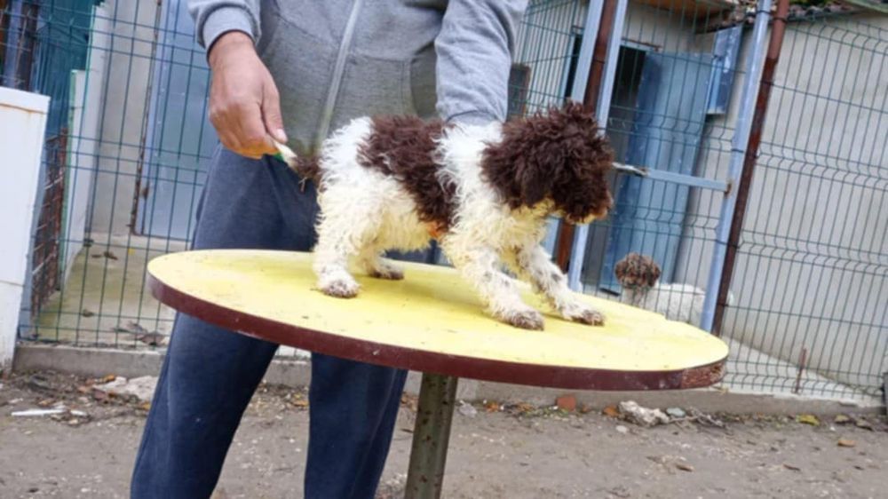 Лагото Романьоли