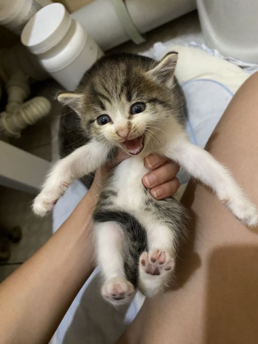 Отдам кошку с котятами