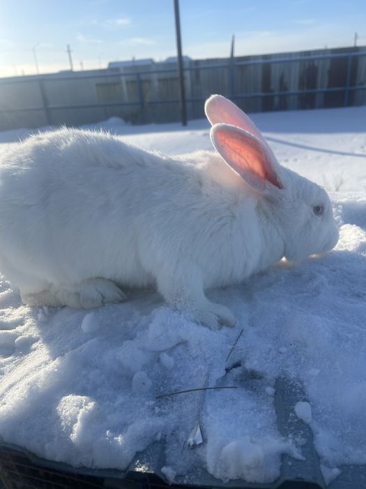 Кролики 7к.