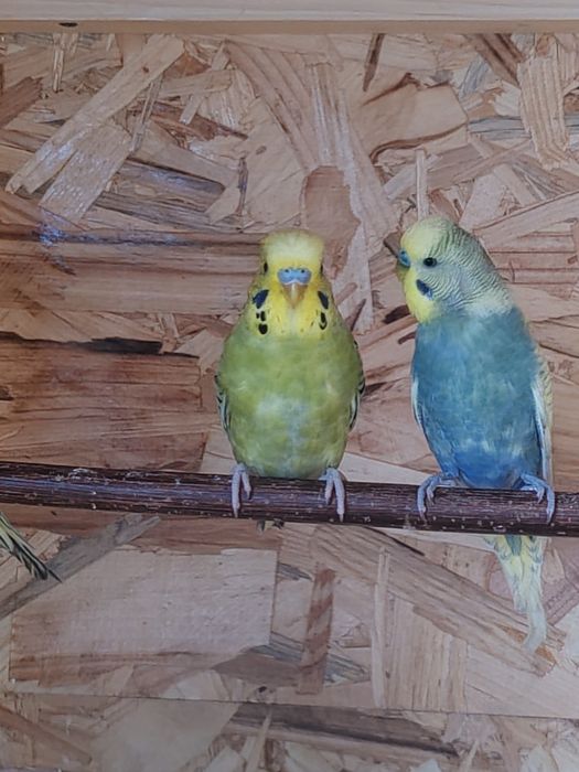 Papagali peruși pui și maturi
