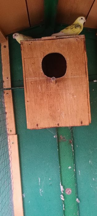 Пойни папагали 2 чифта.