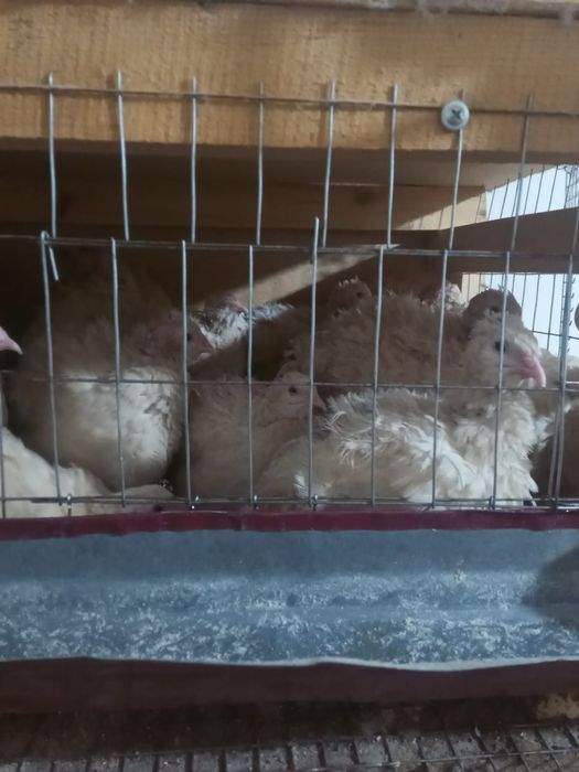 Бөдене. Перепелл