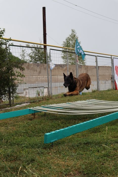 Профессиональная дрессировка собак