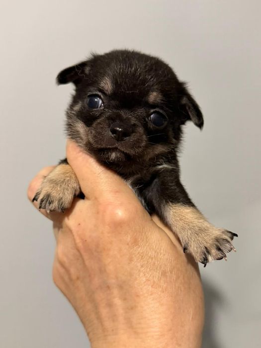 Чихуахуа чёрно подпалые