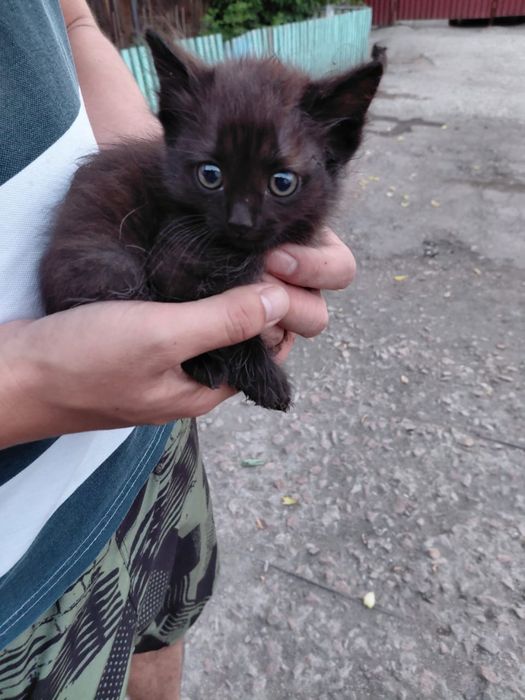 Отдам котят бесплатно