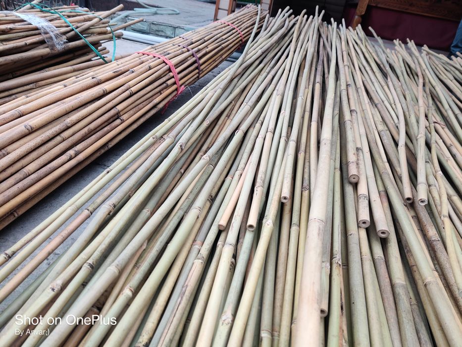 Продам бамбук !!!