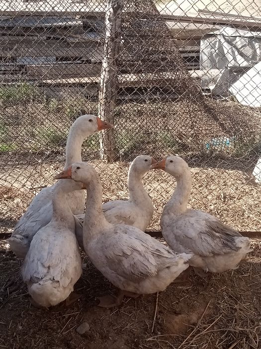 Продам 4 Гуси и  1 Гусак