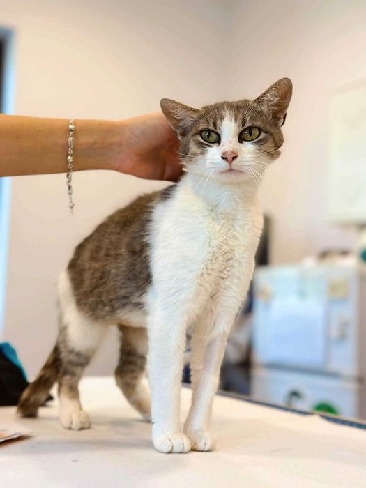 Adoptie Pisica Ami sterilizata