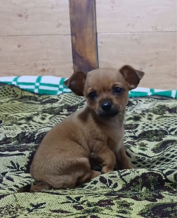 Очаровательные чихуашки