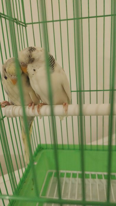 Парочка попугая мальчик и девочка