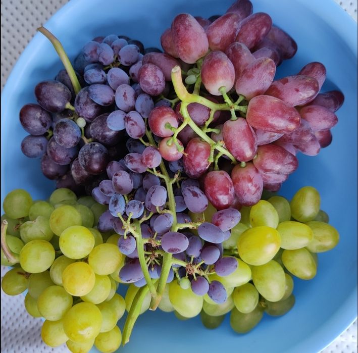 Саженцы винограда