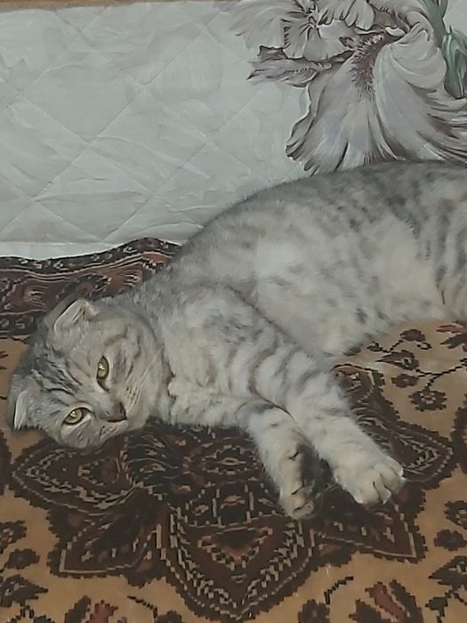 Отдам кошечку в добрые руки.