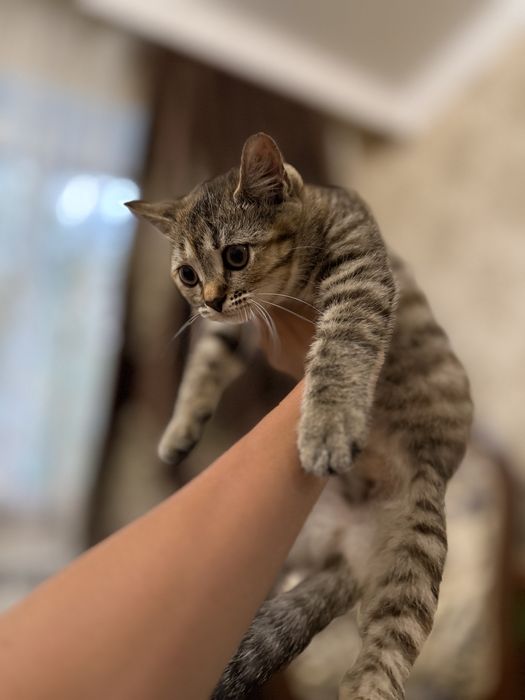 шотландские  котята