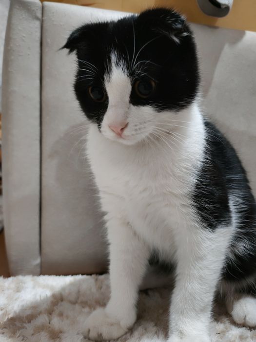 Котёнок Скоттиш фолд