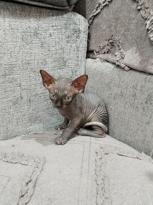 Котята канадского сфинкса