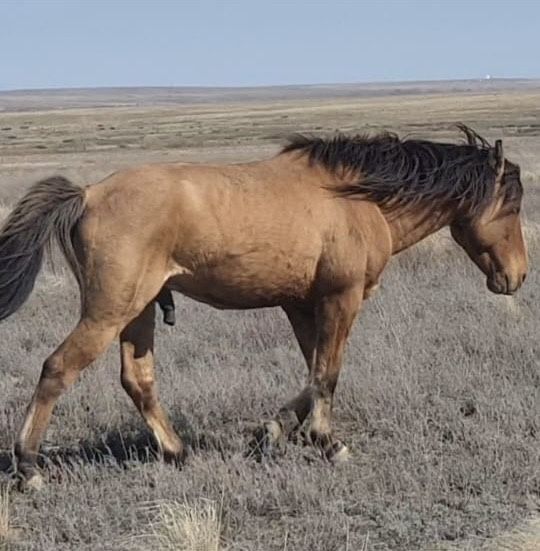 Айғыр сатылады қан ауыстыруға