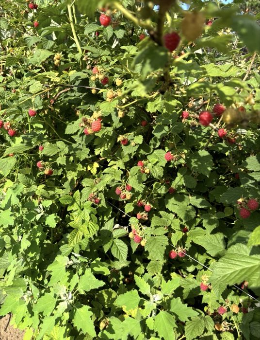 Продам саженцы малины