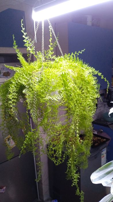 Продам цветы, рассаду.