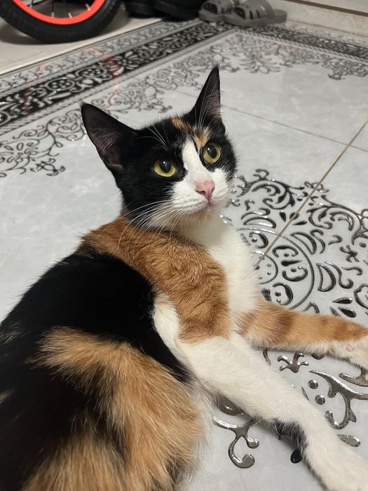 Кошка Девочка отдам