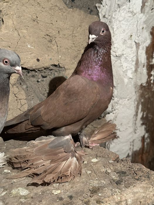 Продам Голубей г. Алатау