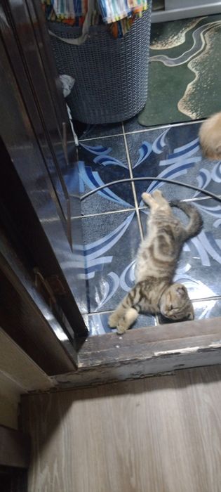 Котята Шкоти Фолл