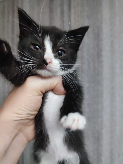 Отдам кошечку срочно 1.5 мес