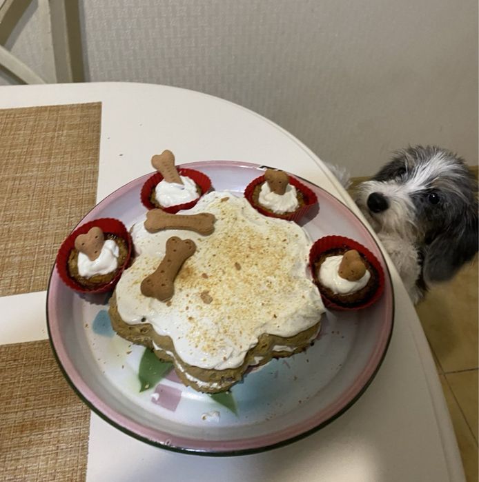 Праздник для питомца