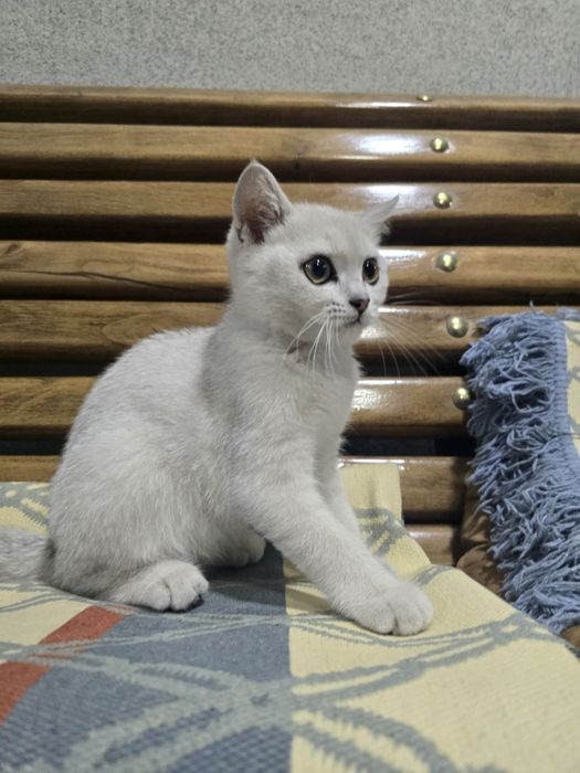 Кошка шотландская серибристая шиншила СРОЧНАЯ ПРОДАЖА