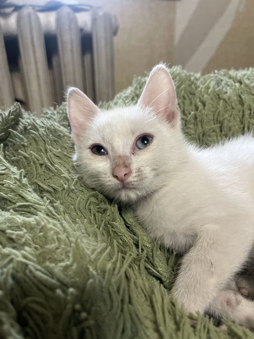 Котята в добрые  руки