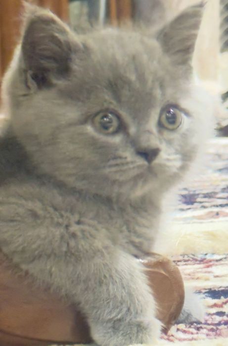 Британский серий кот