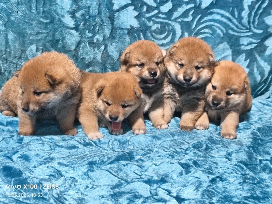 Продам щенков сиба ину