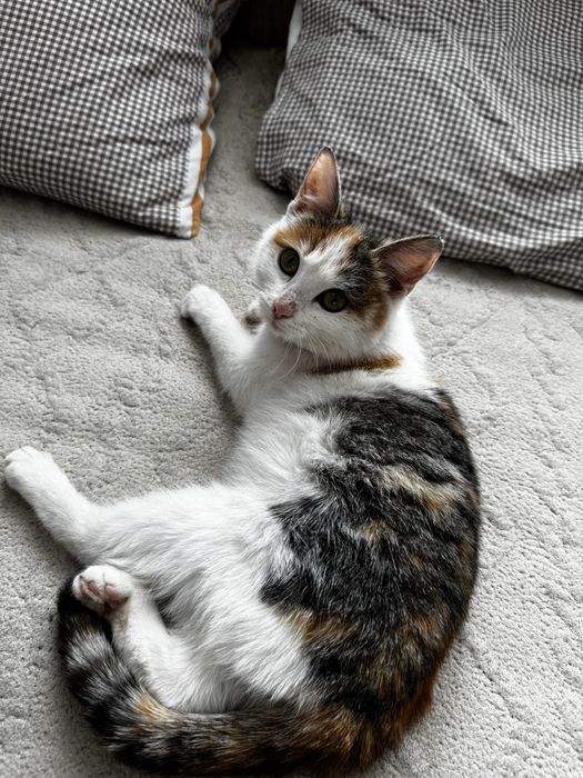 Кошечка в добрые руки