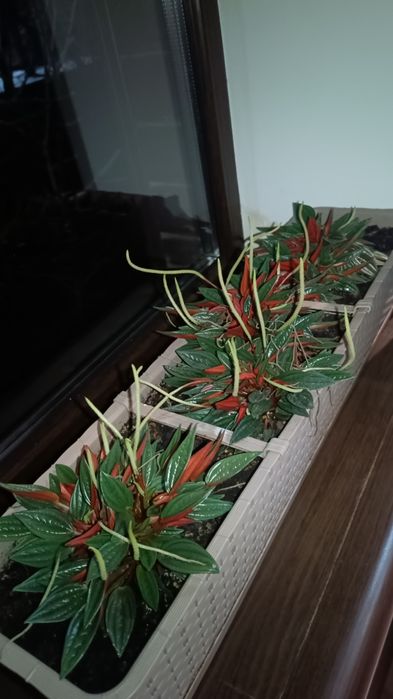 Комнатные растения.