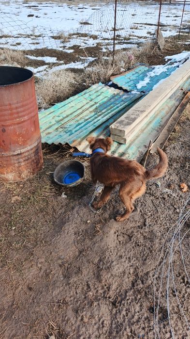 Отдам даром девочку