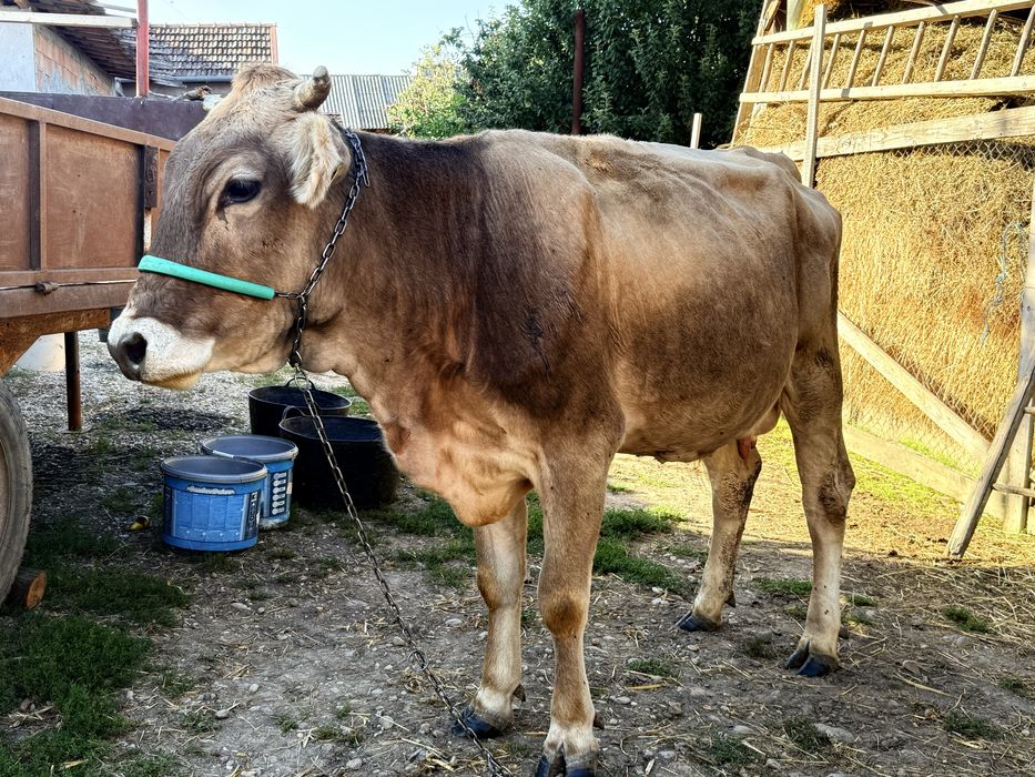 Vaca de vânzare bruna