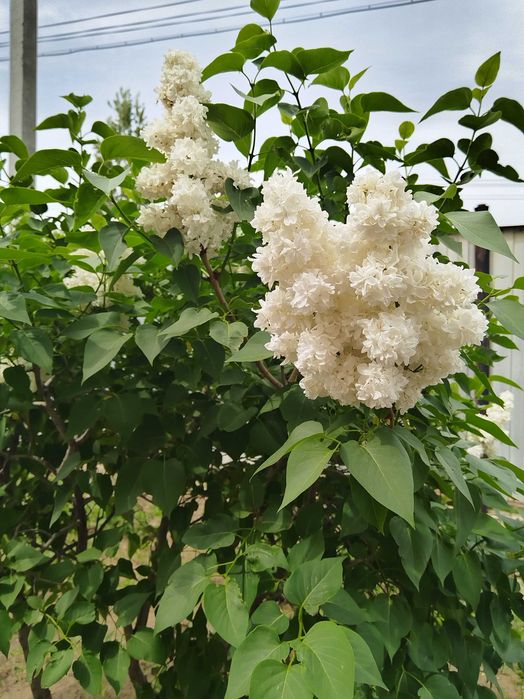 Продам саженцы малины, сирени