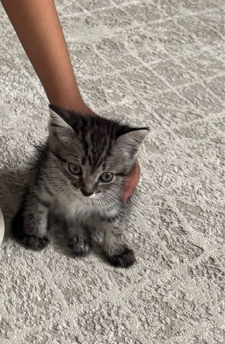 Продам кошку срочно срочно срочно